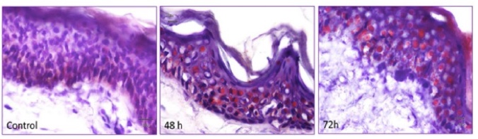 COSMÉTICA BASADA EN INVESTIGACIÓN BÁSICA Y CLÍNICA